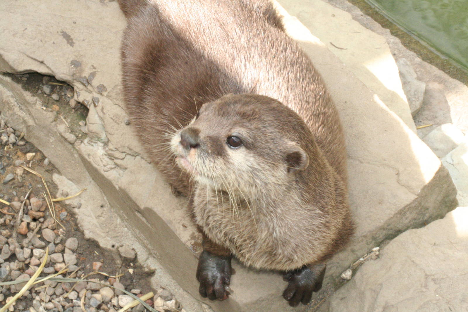 Asian small-clawed otter