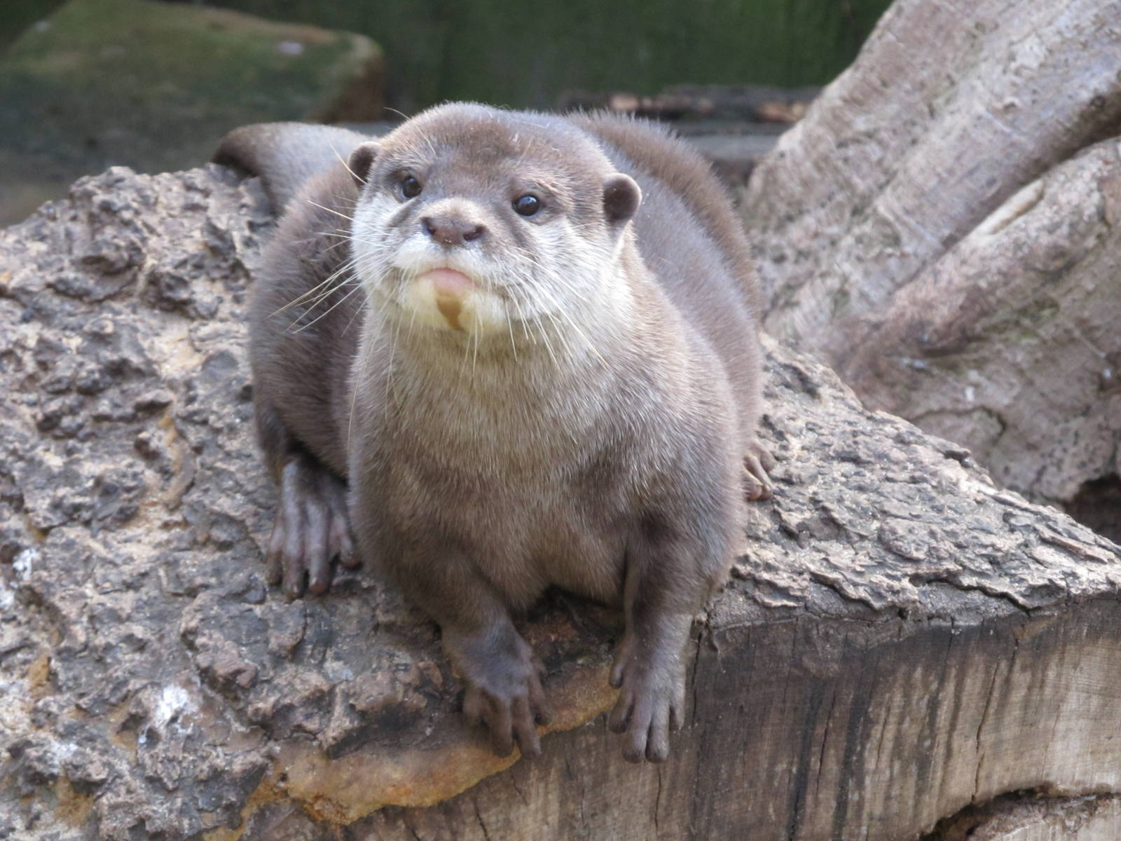 Asian Small-clawed Otter