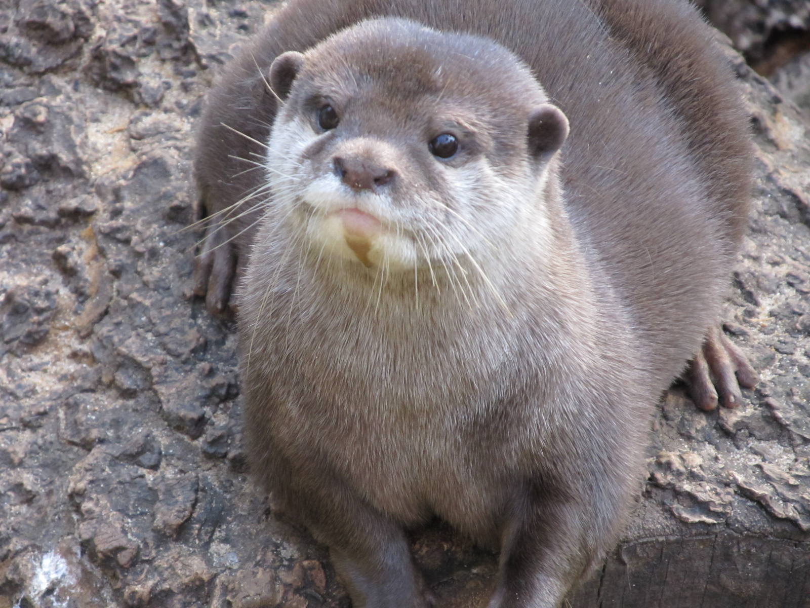 Asian Small-clawed Otter