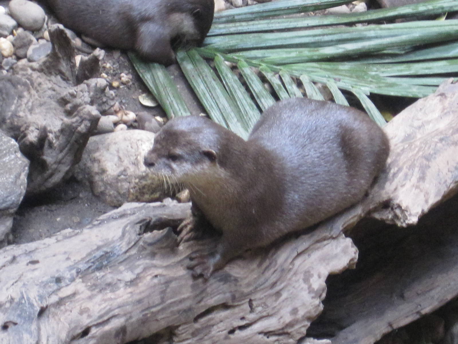 Asian Small-Clawed Otter