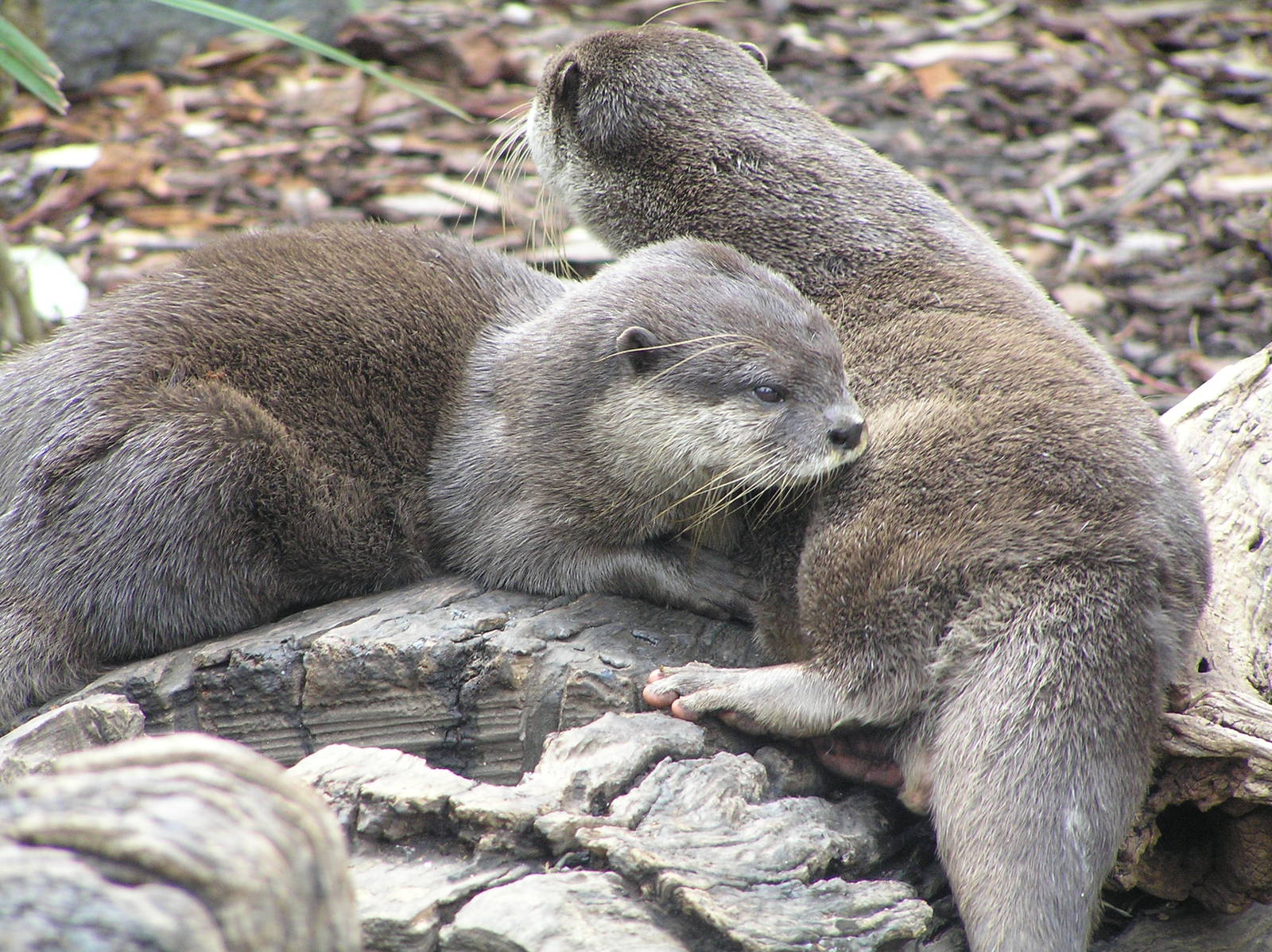 Asian small-clawed otter
