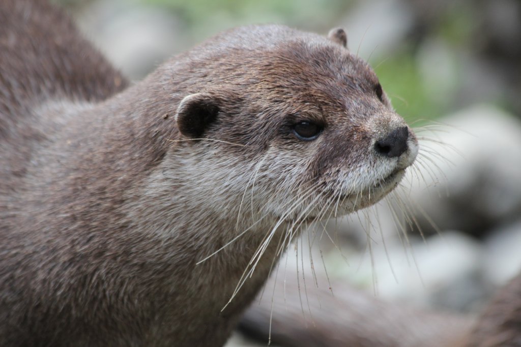 Asian Small-clawed Otter