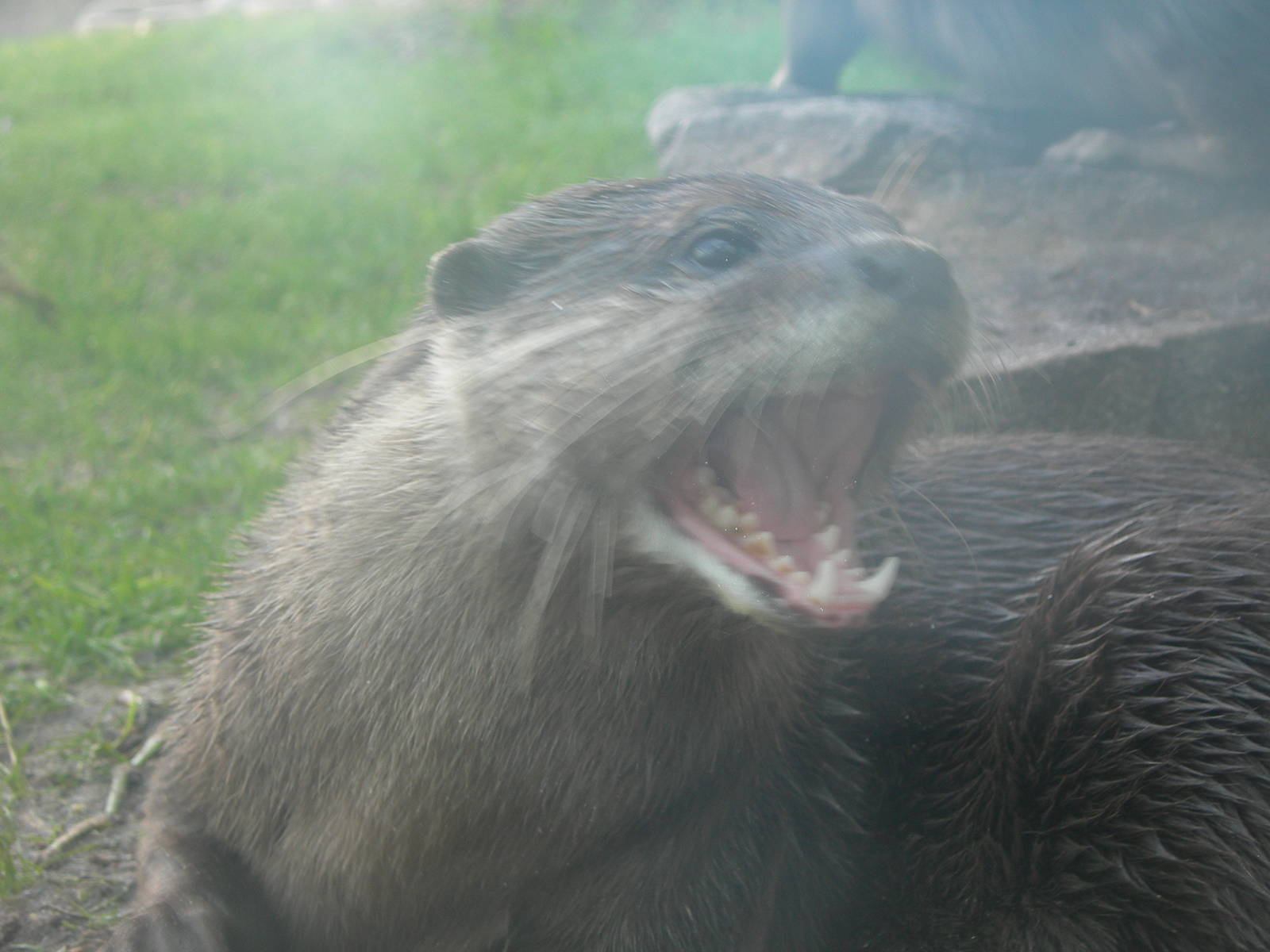 Asian Small Clawed Otter