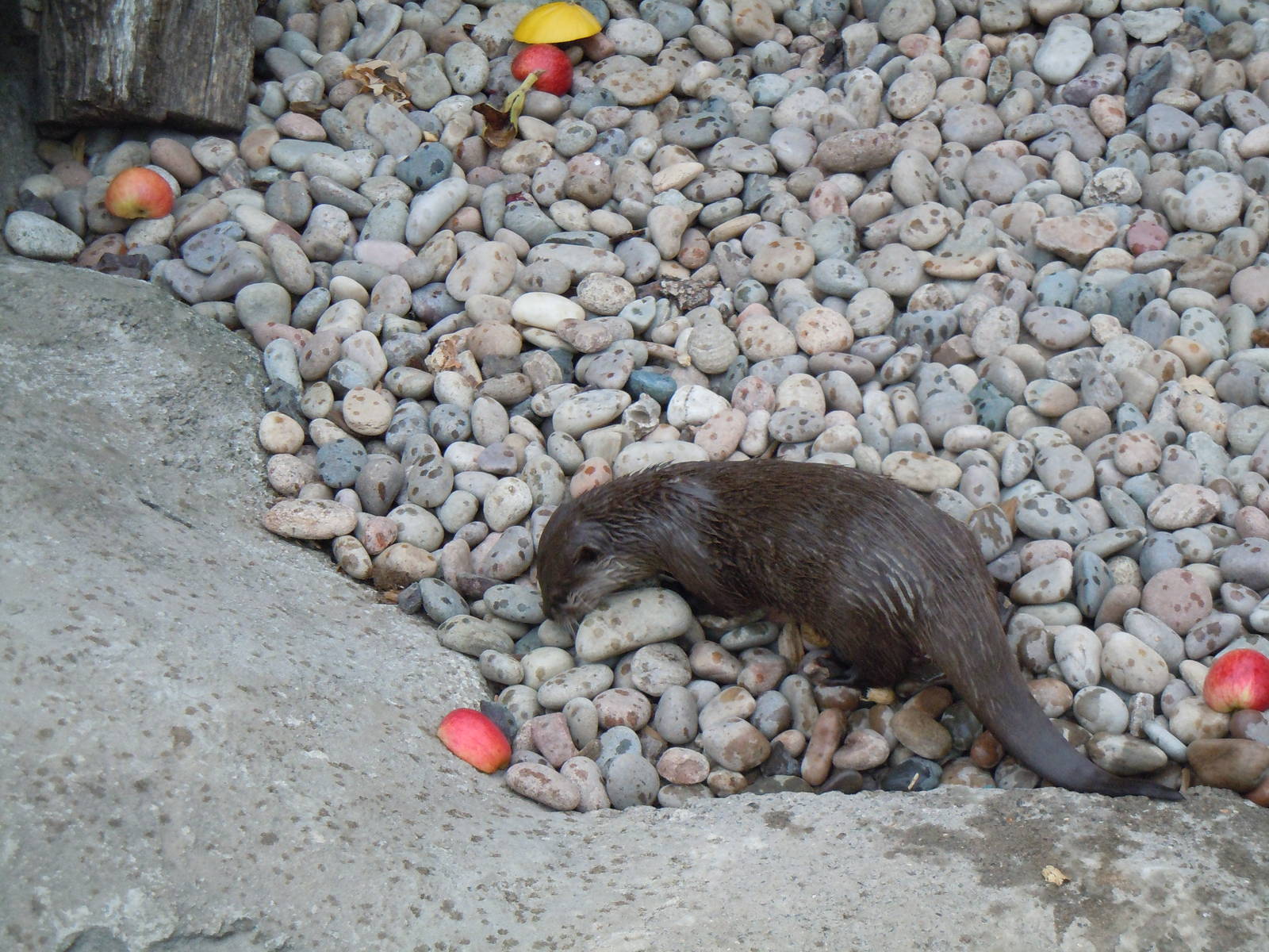 Asian Small-clawed Otter