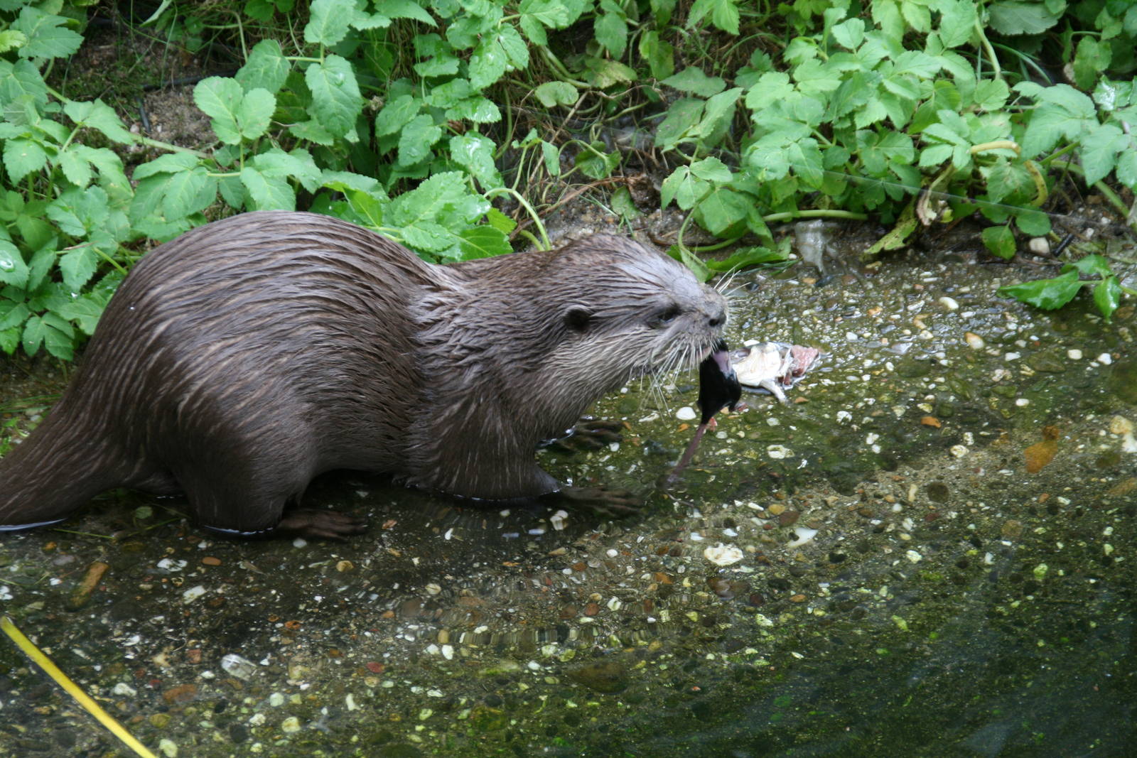 Asian Small-clawed Otter