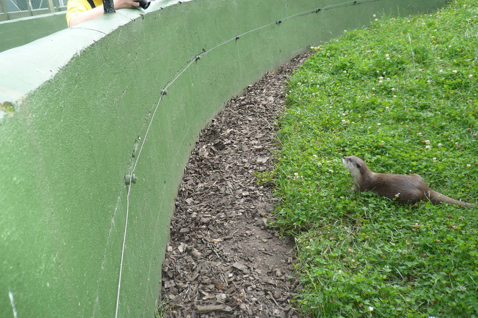 Asian Small-clawed Otter