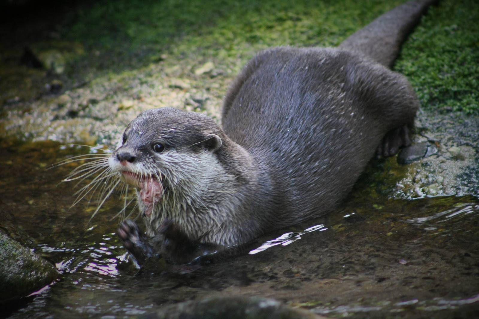 Asian Small Clawed Otter