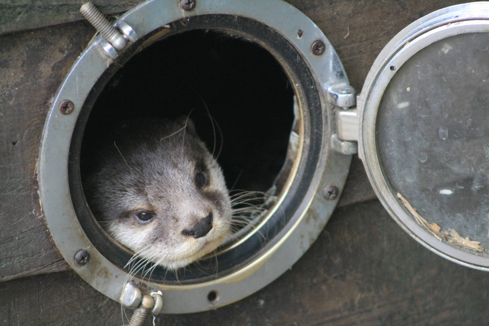 Asian Small Clawed Otter