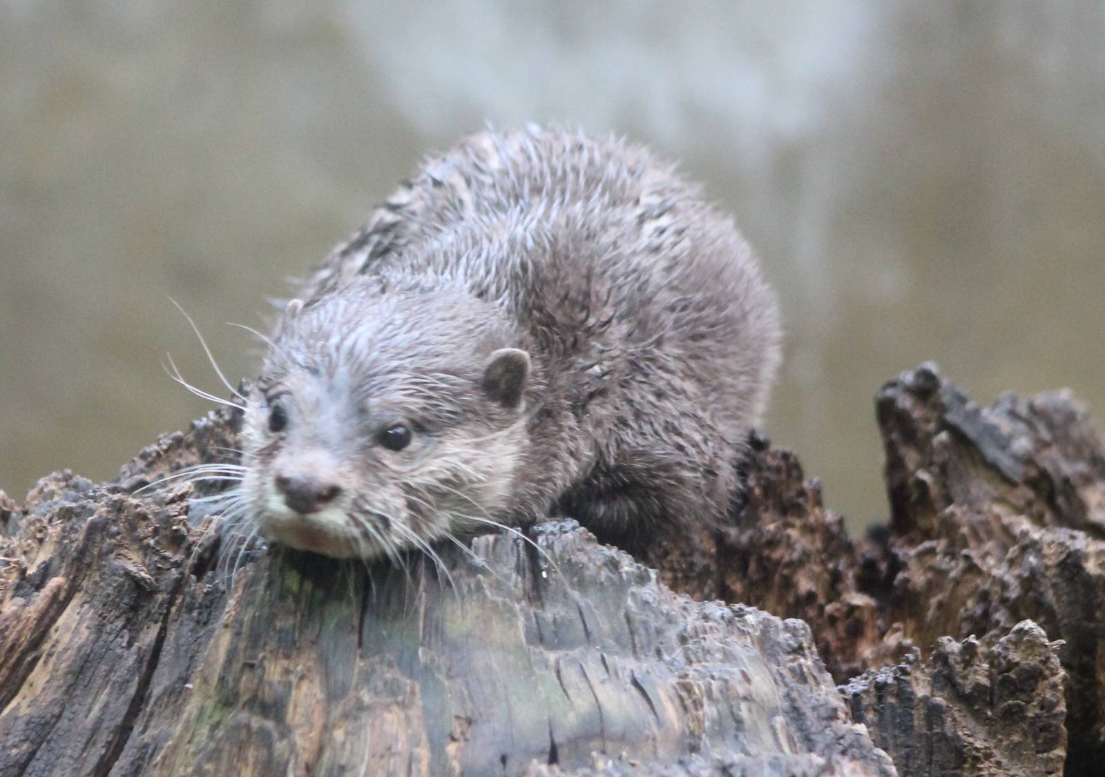 Asian small-clawed otter