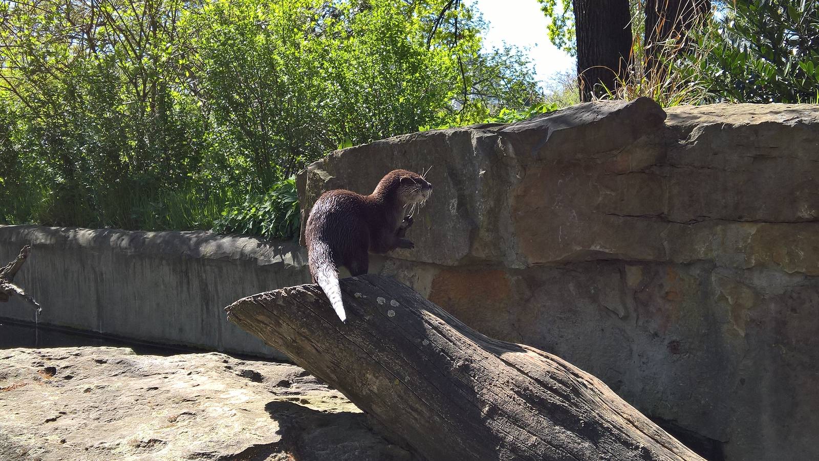 Asian small-clawed otter