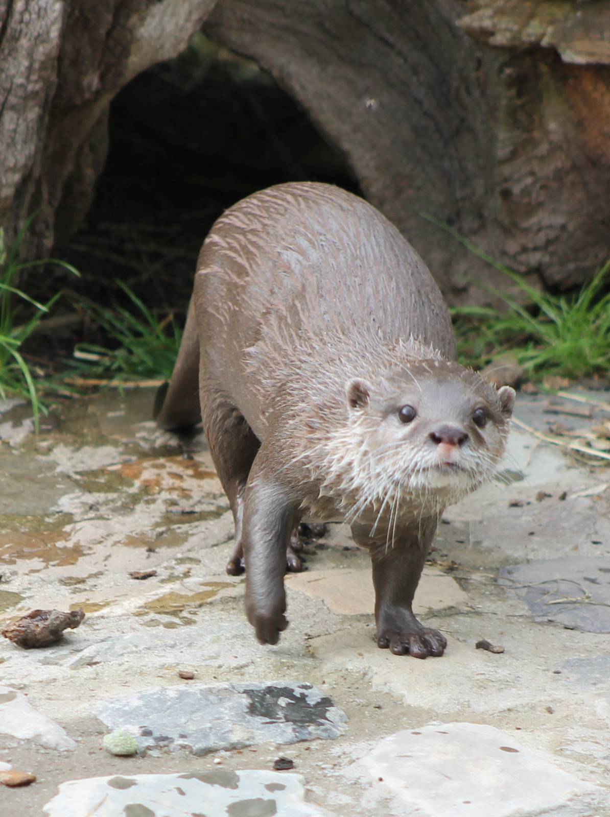 Asian small-clawed otter