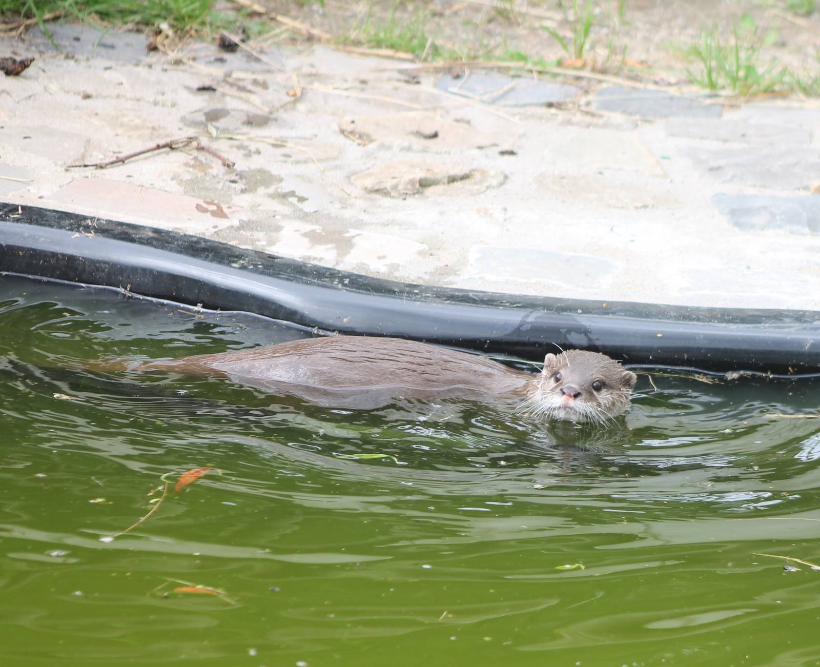 Asian small-clawed otter