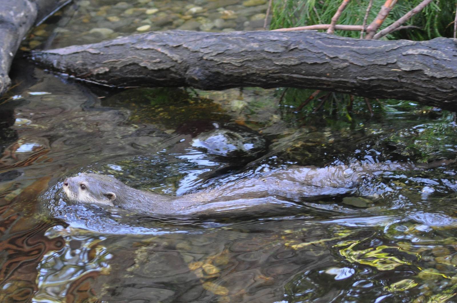 Asian Small-clawed Otter