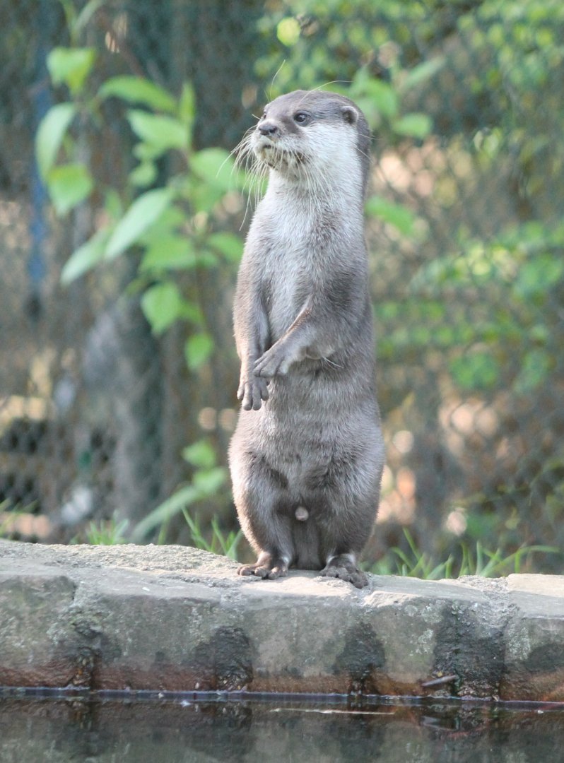 Asian small-clawed otter