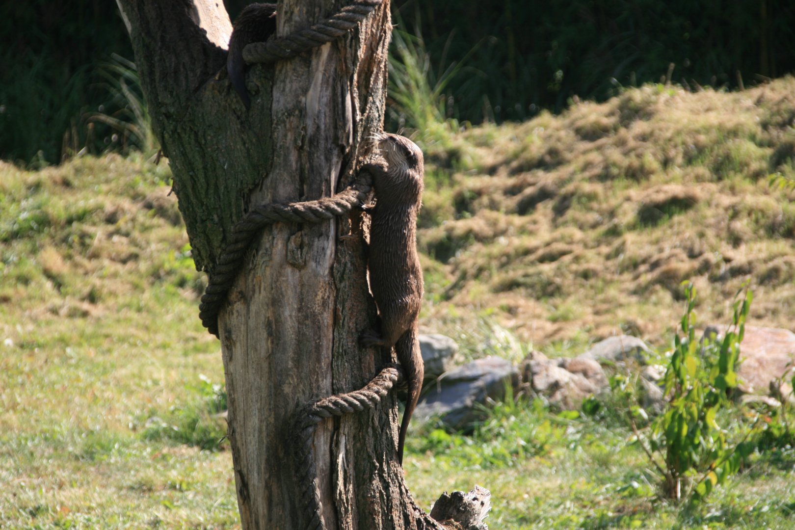 Asian small-clawed otter