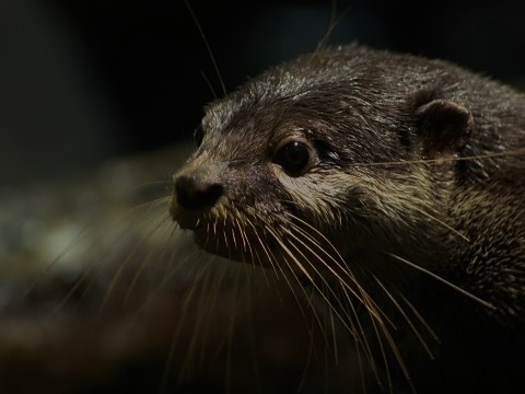 Asian Small-clawed Otter