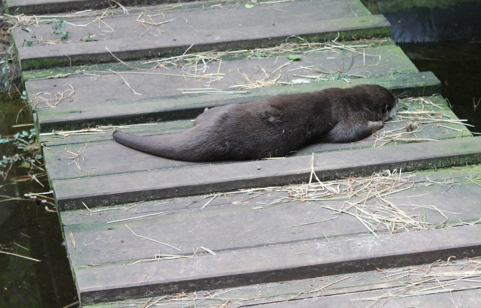 Asian small-clawed otter