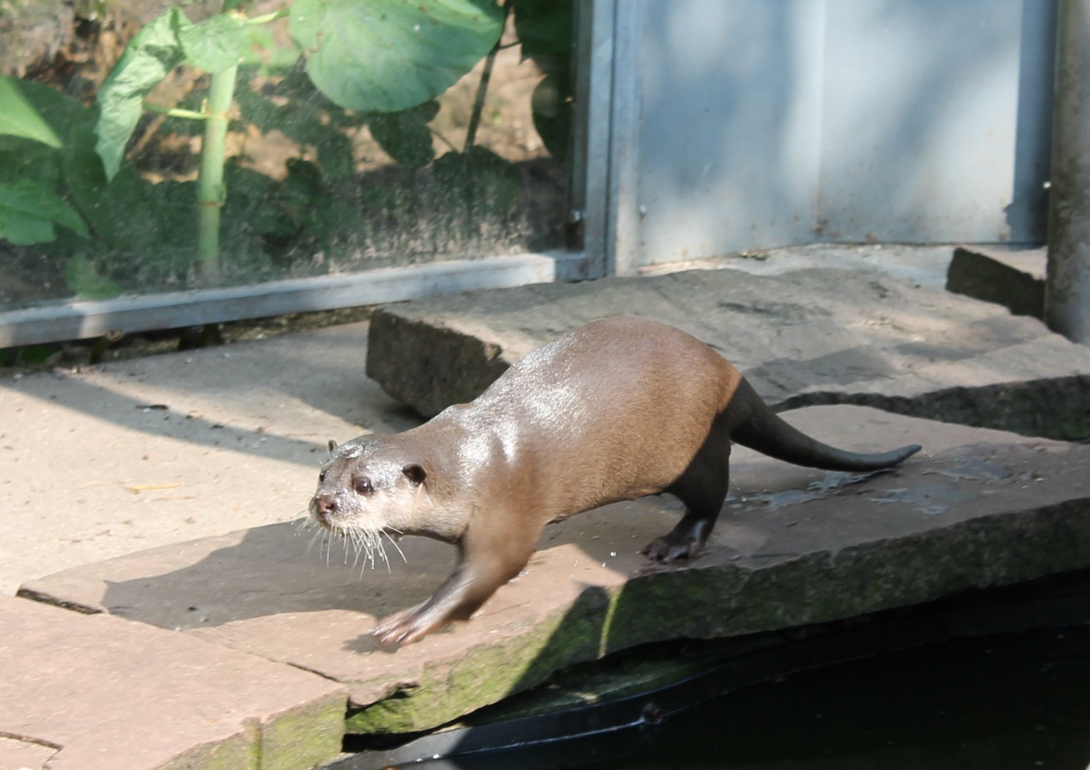 Asian small-clawed Otter