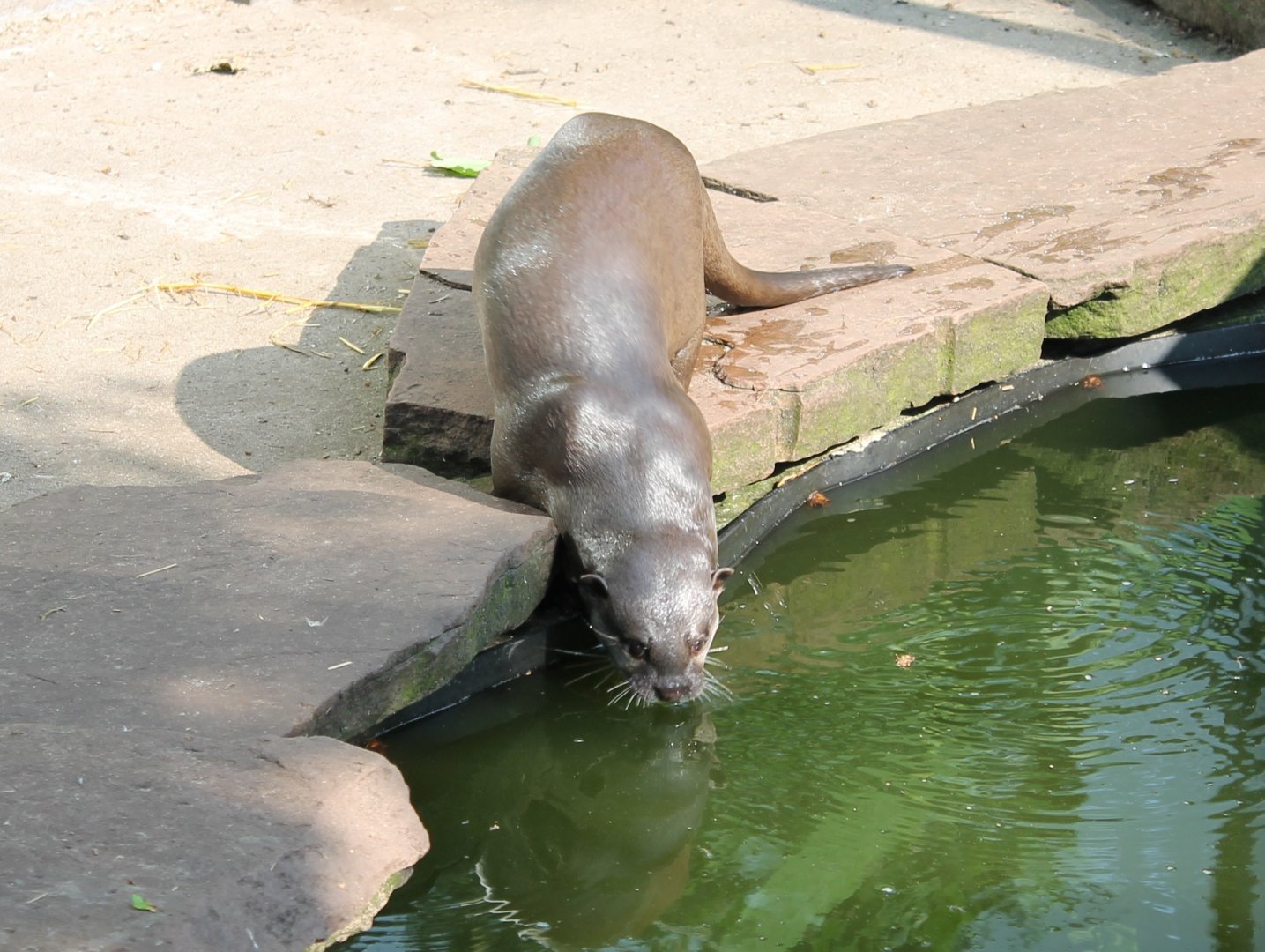 Asian small-clawed Otter