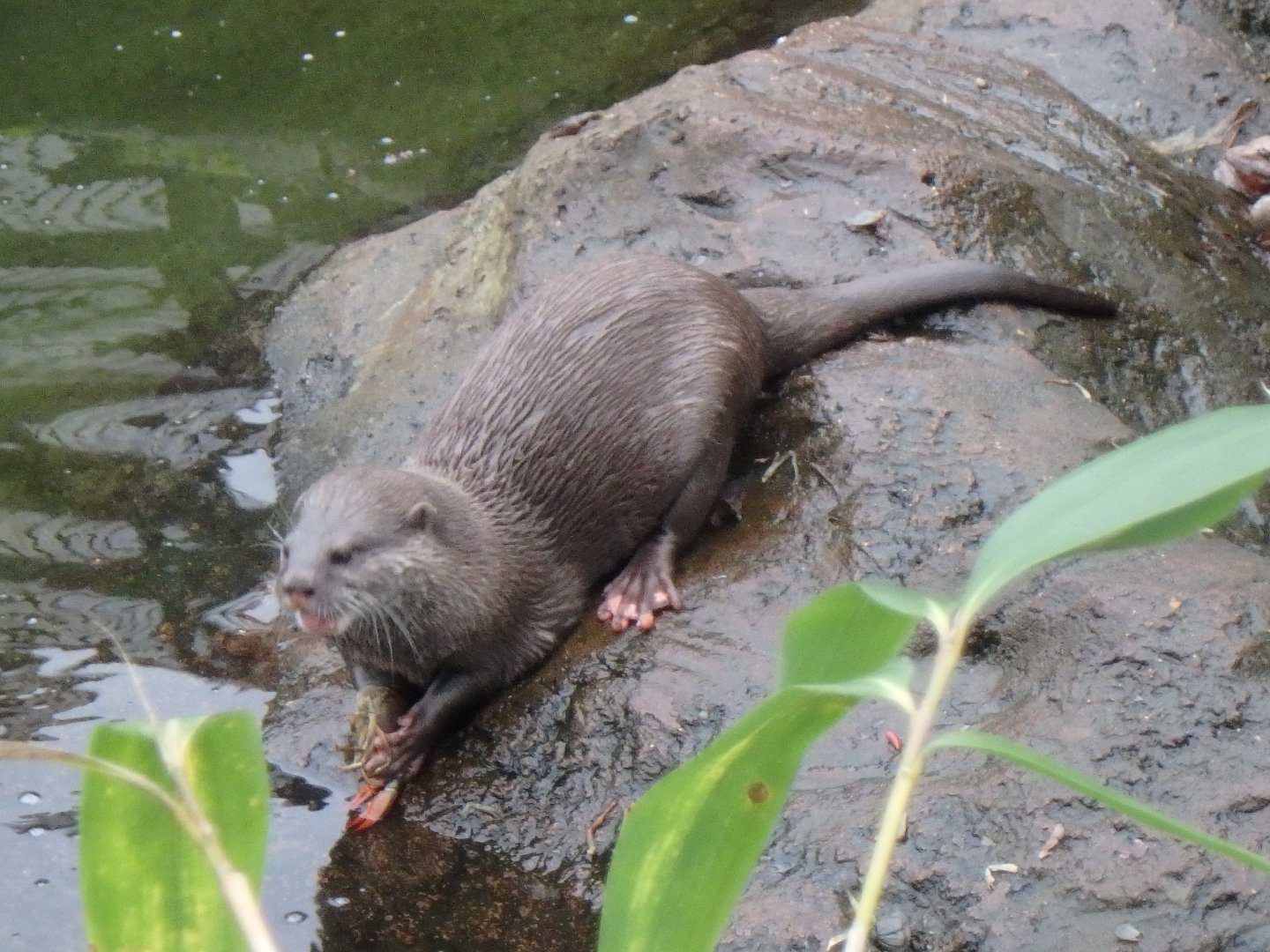 Asian small-clawed otter