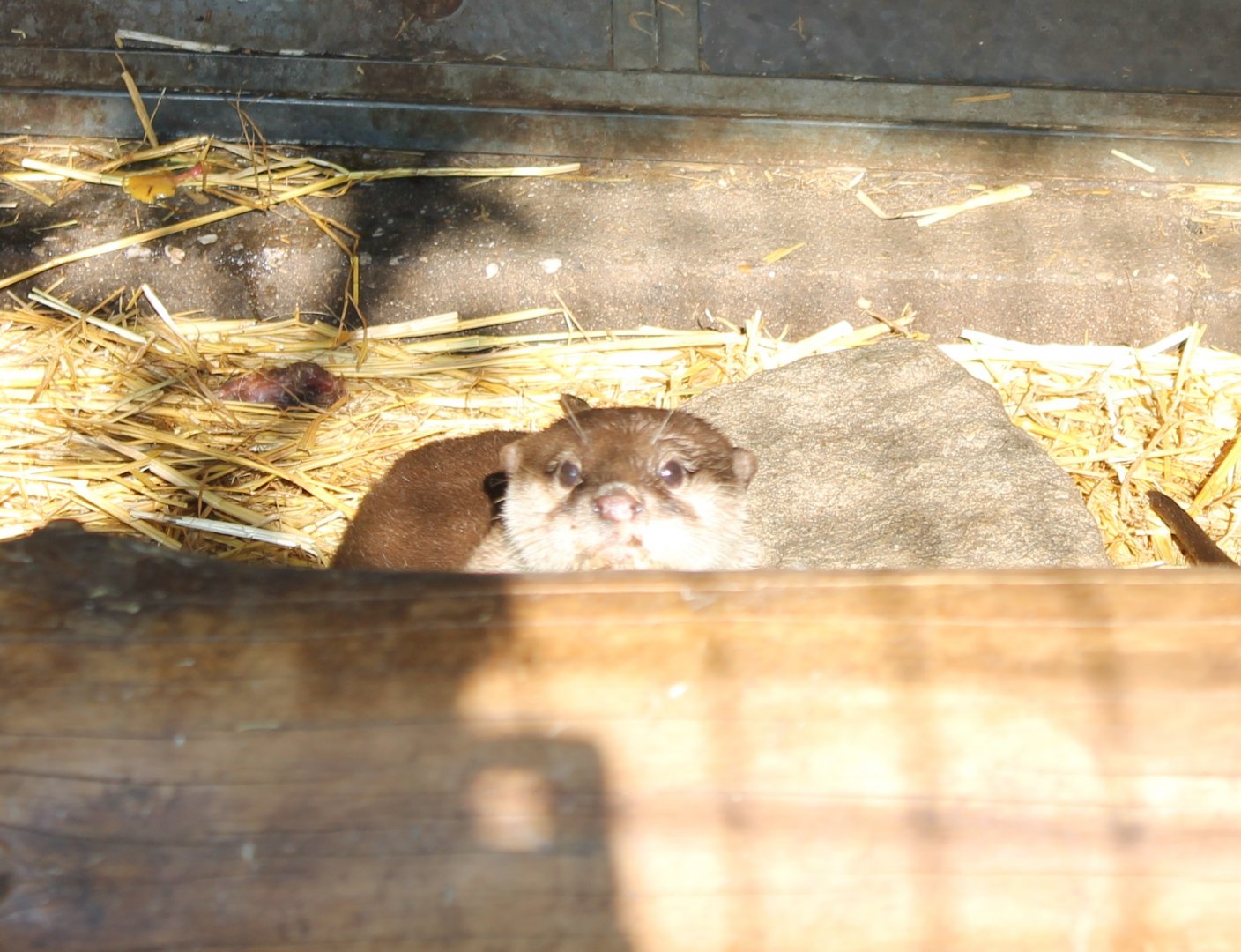 Asian small-clawed otter
