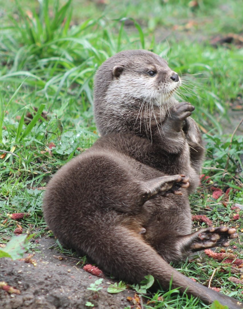 Asian small-clawed otter