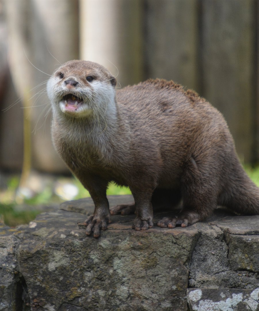 Asian small clawed otter