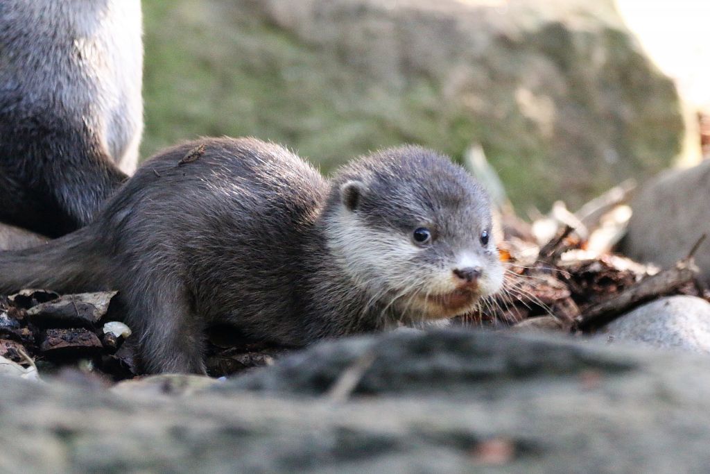 Asian Small-clawed Otter