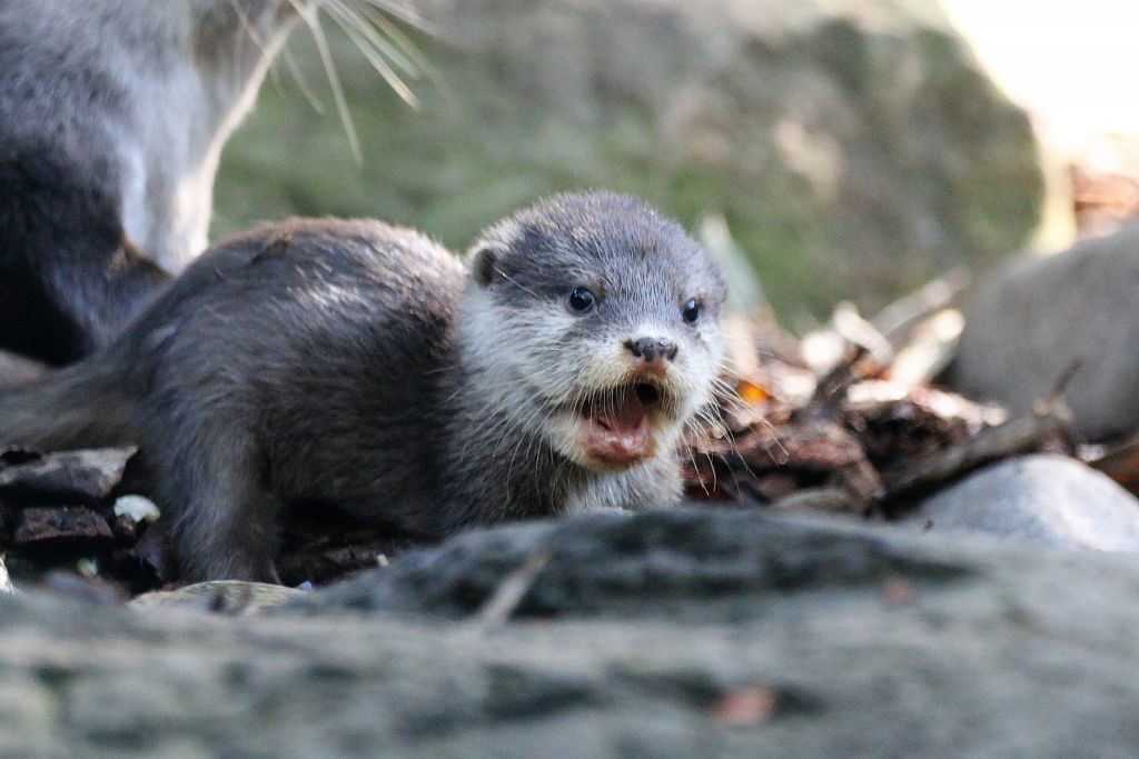 Asian Small-clawed Otter