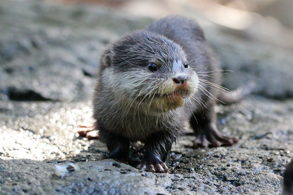 Asian Small-clawed Otter