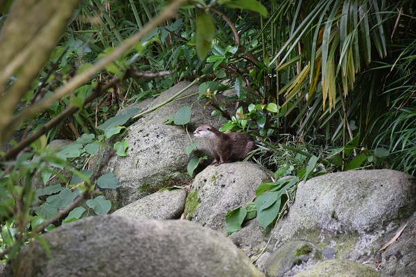 Asian small-clawed otter