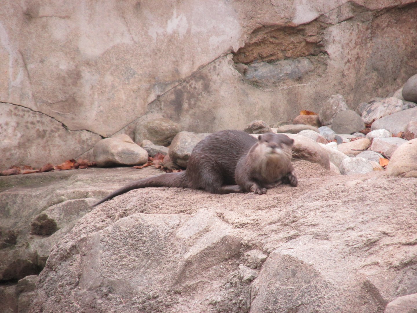asian small clawed otter