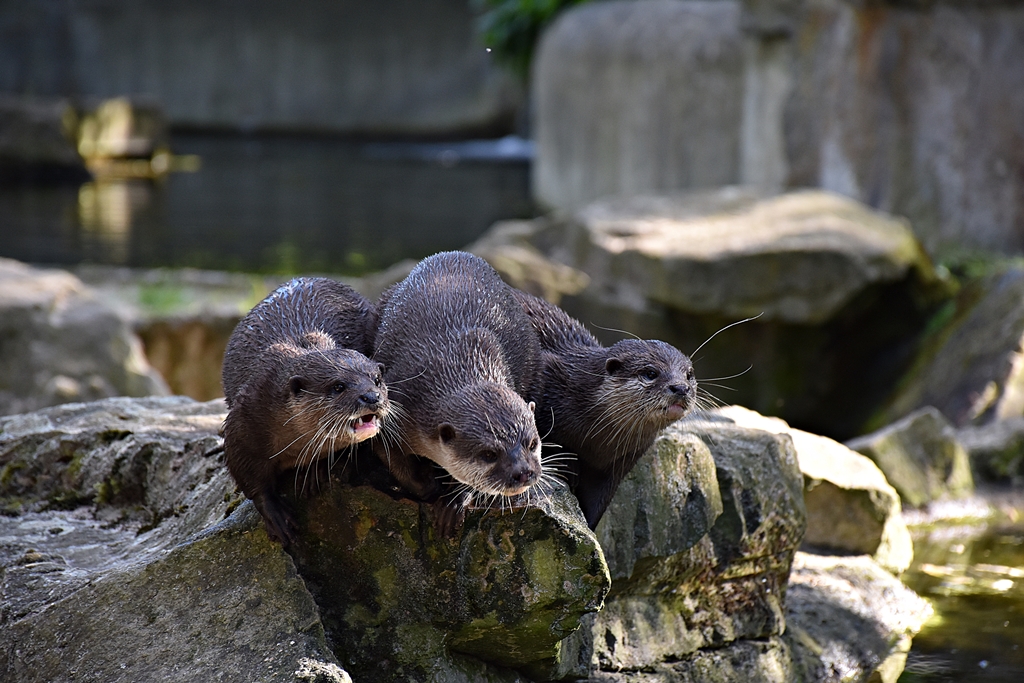Asian small-clawed otter