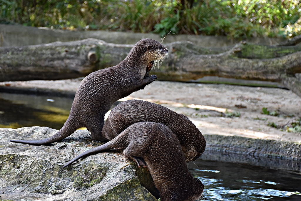 Asian small-clawed otter