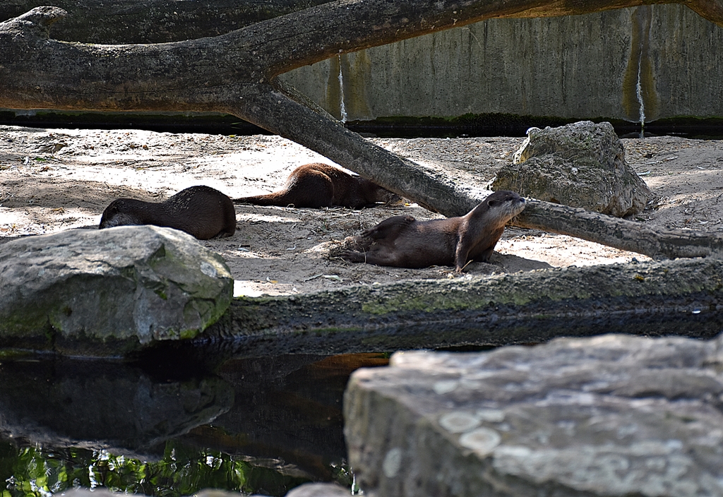 Asian small-clawed otter