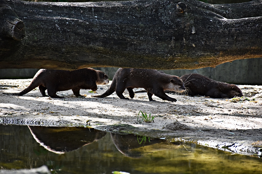 Asian small-clawed otter