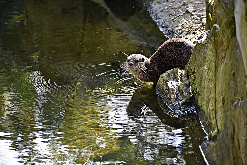 Asian small-clawed otter