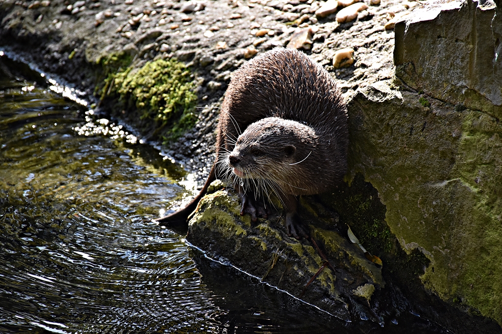 Asian small-clawed otter