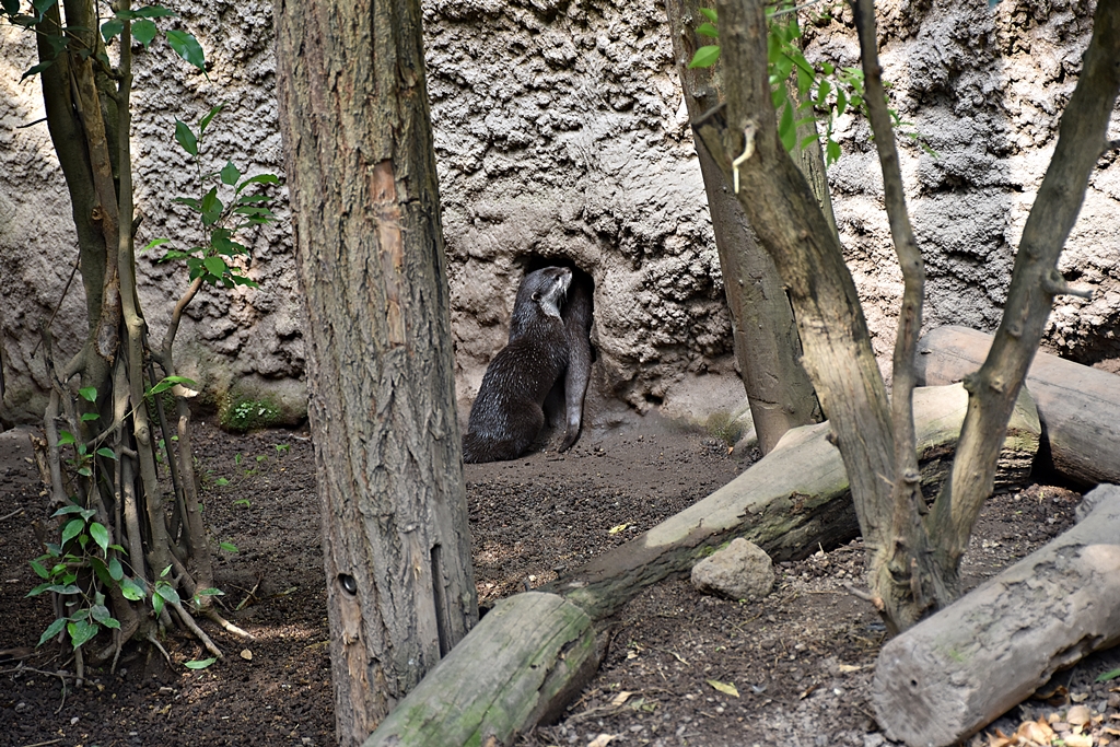 Asian small-clawed otter