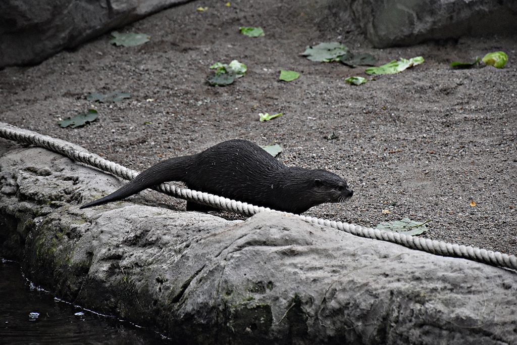 Asian small-clawed otter