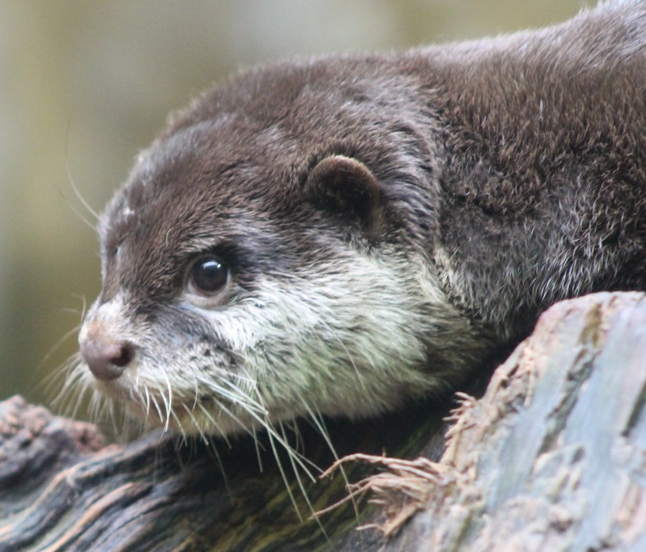 Asian small-clawed otter