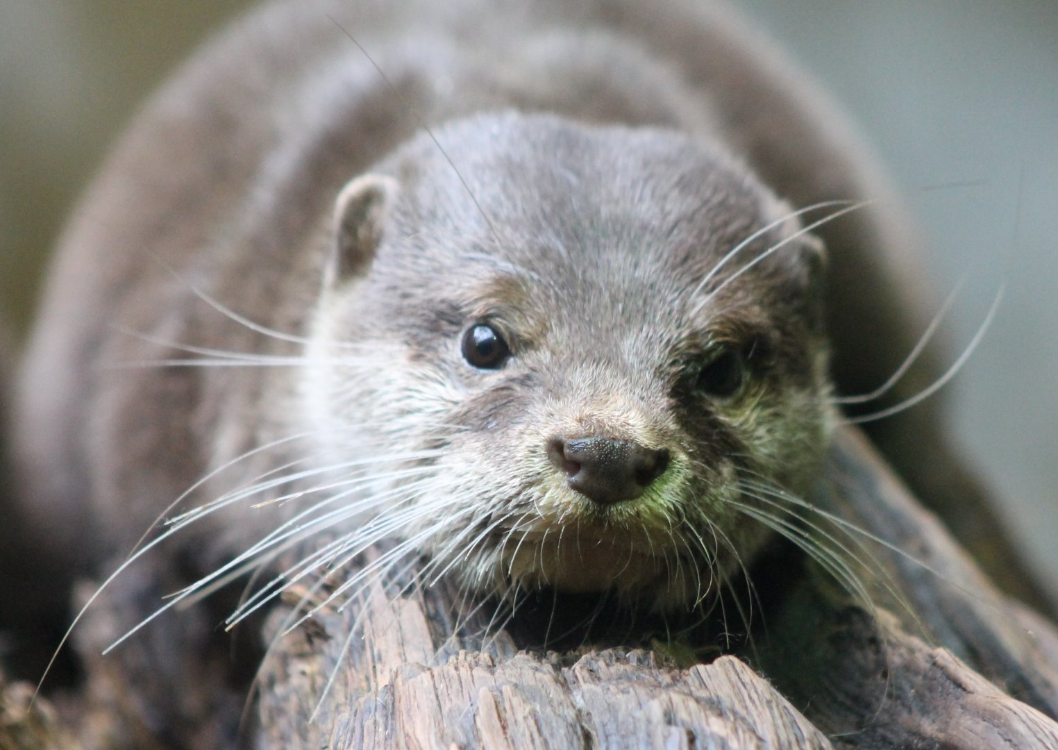 Asian small-clawed otter