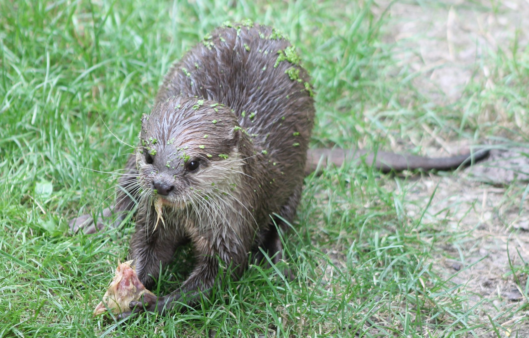 Asian small-clawed otter