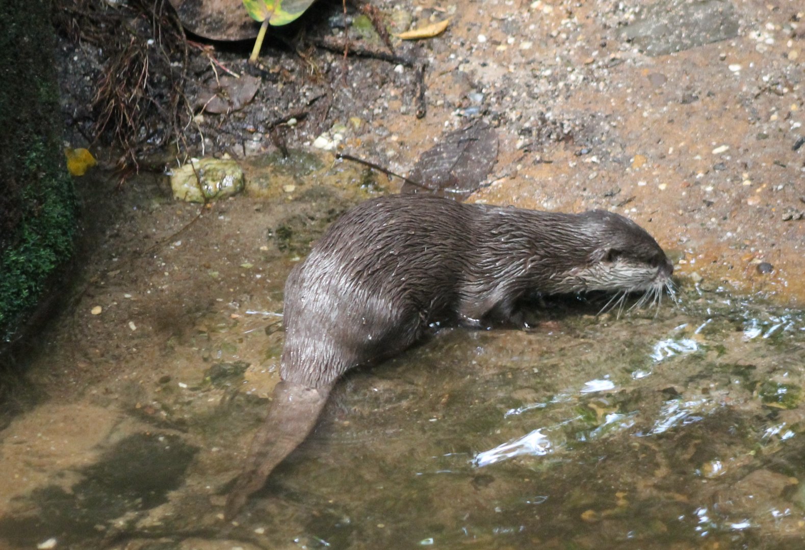 Asian small-clawed otter