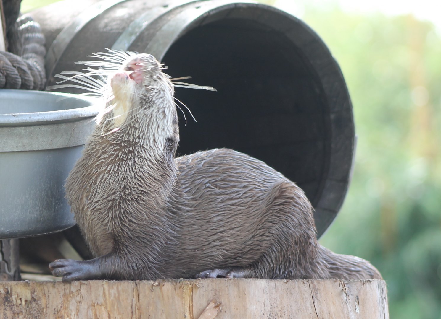 Asian small-clawed otter