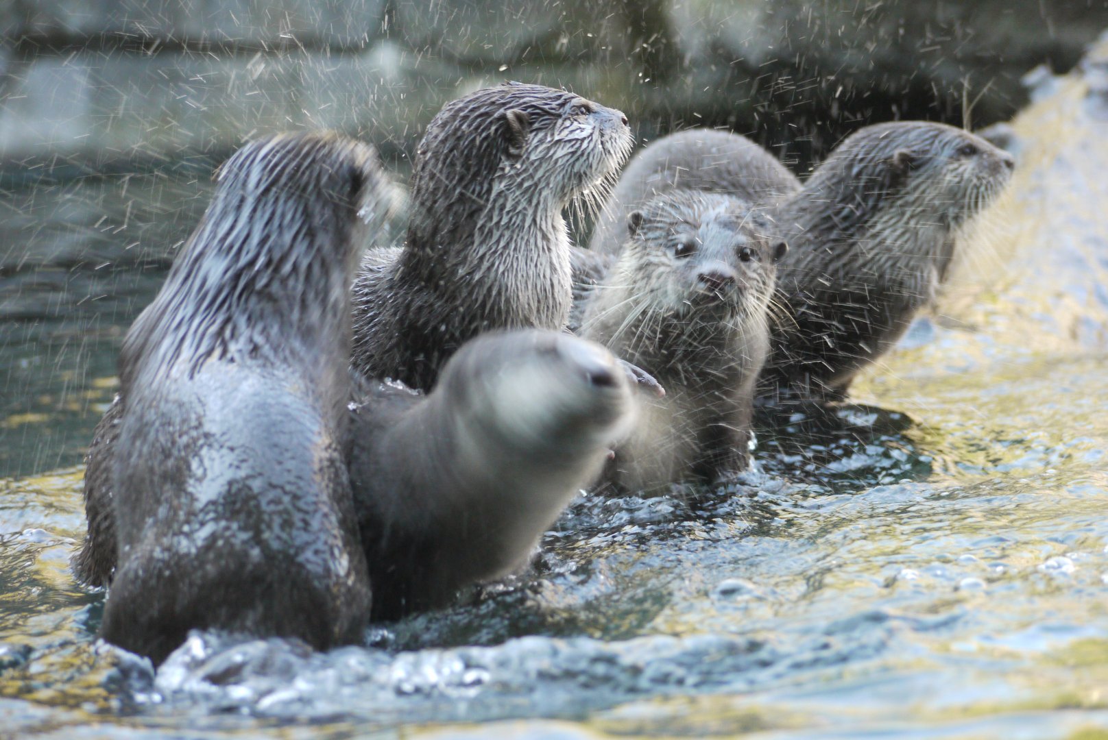 Asian Small-Clawed Otter