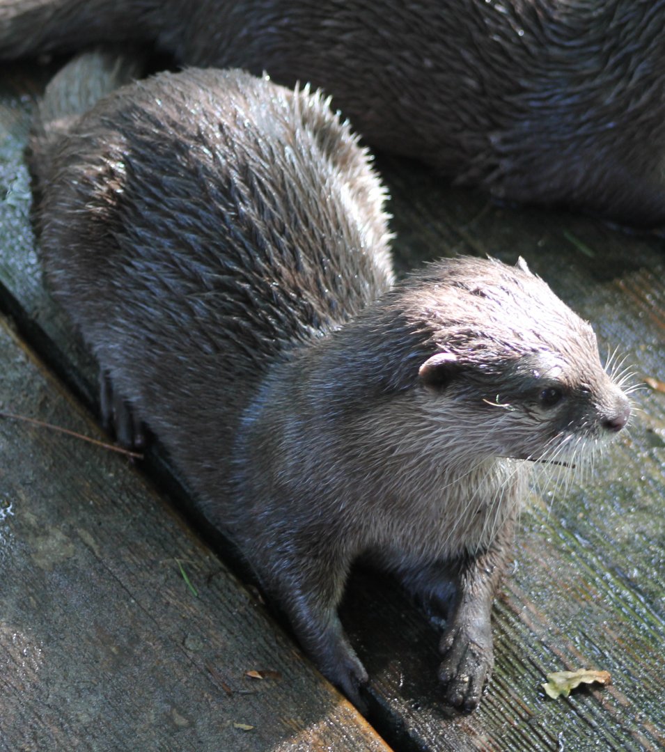 Asian small-clawed otter