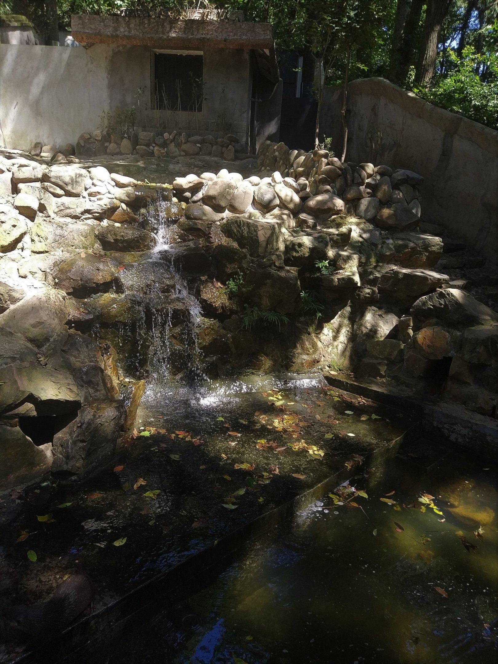 Asian Small-clawed Otter