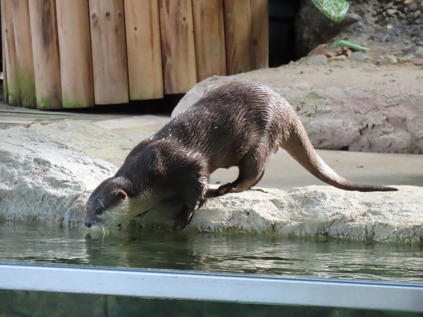 Asian small clawed otter