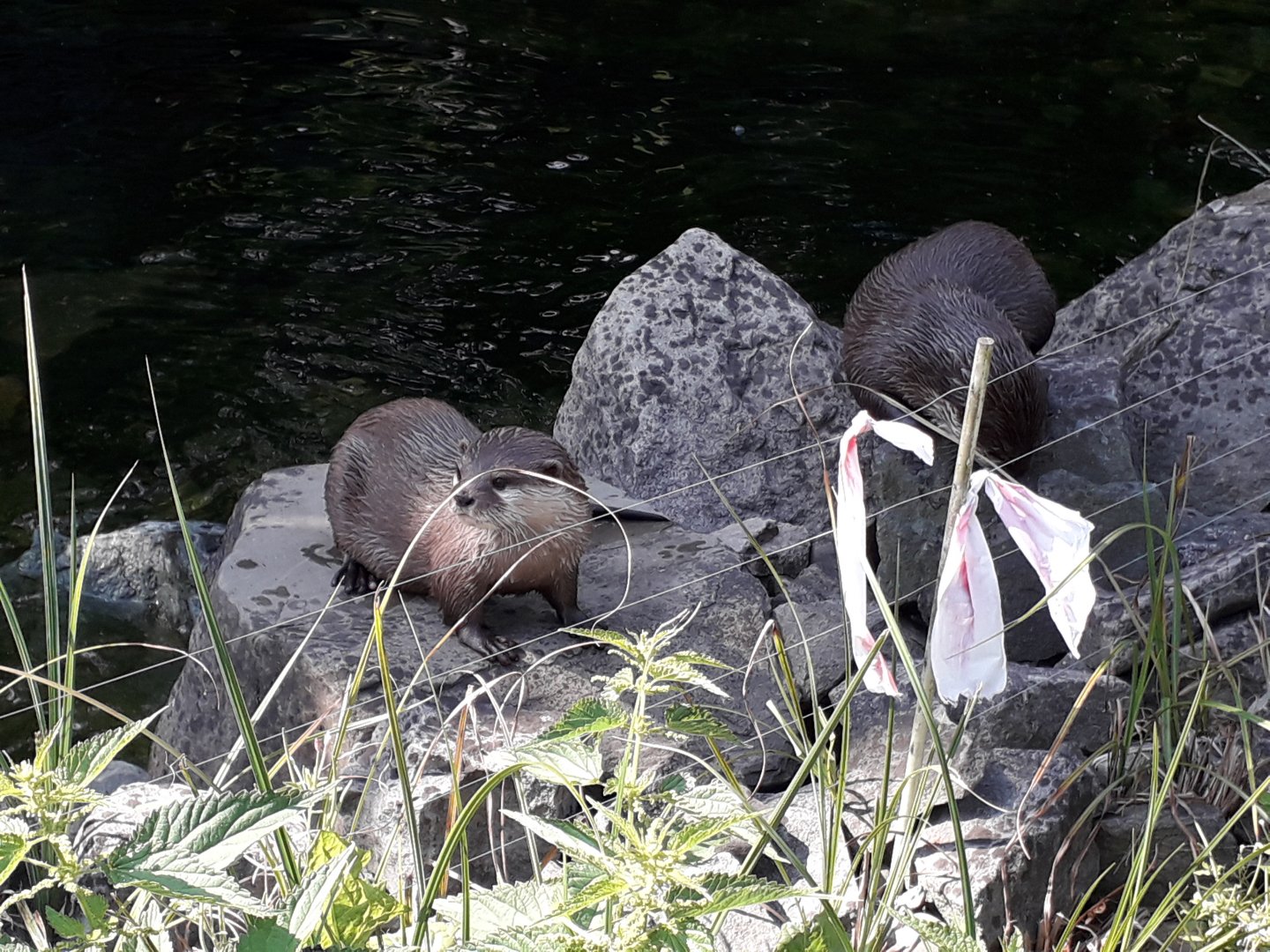 Asian small-clawed otter
